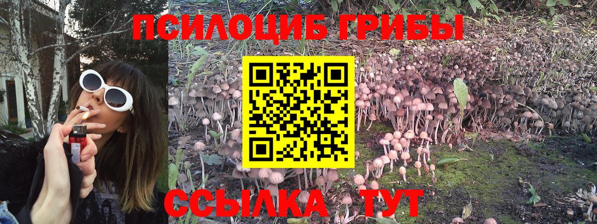 Псилоцибиновые грибы Psilocybe  Вход с VPN  Видное  Псилоцибиновые грибы ЛСД 
